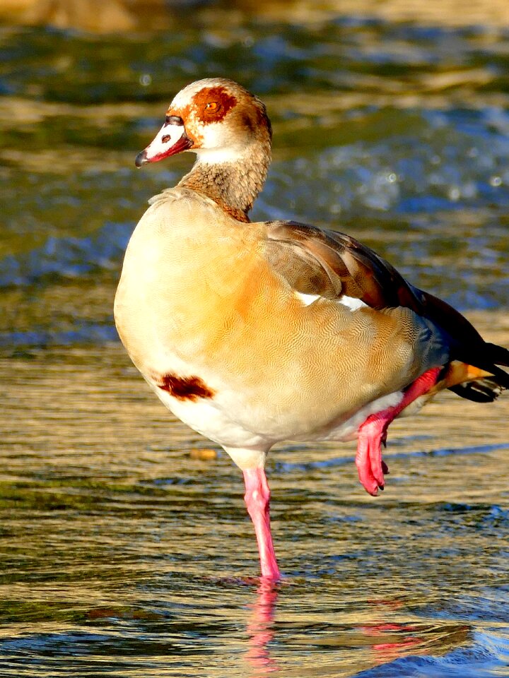 Nature animal wild goose