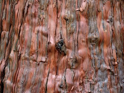 Bark close-up forest