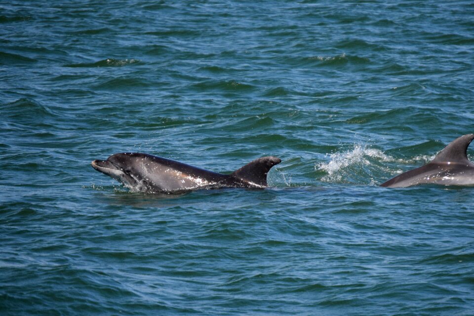 Sims bottlenose dolphin play