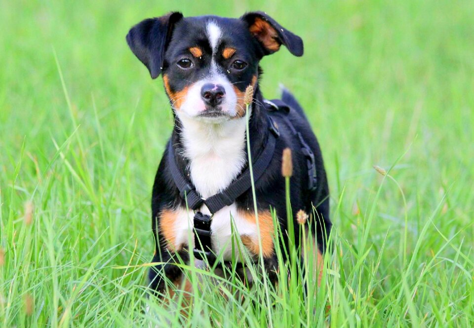 Sweet attentive dog dog portrait