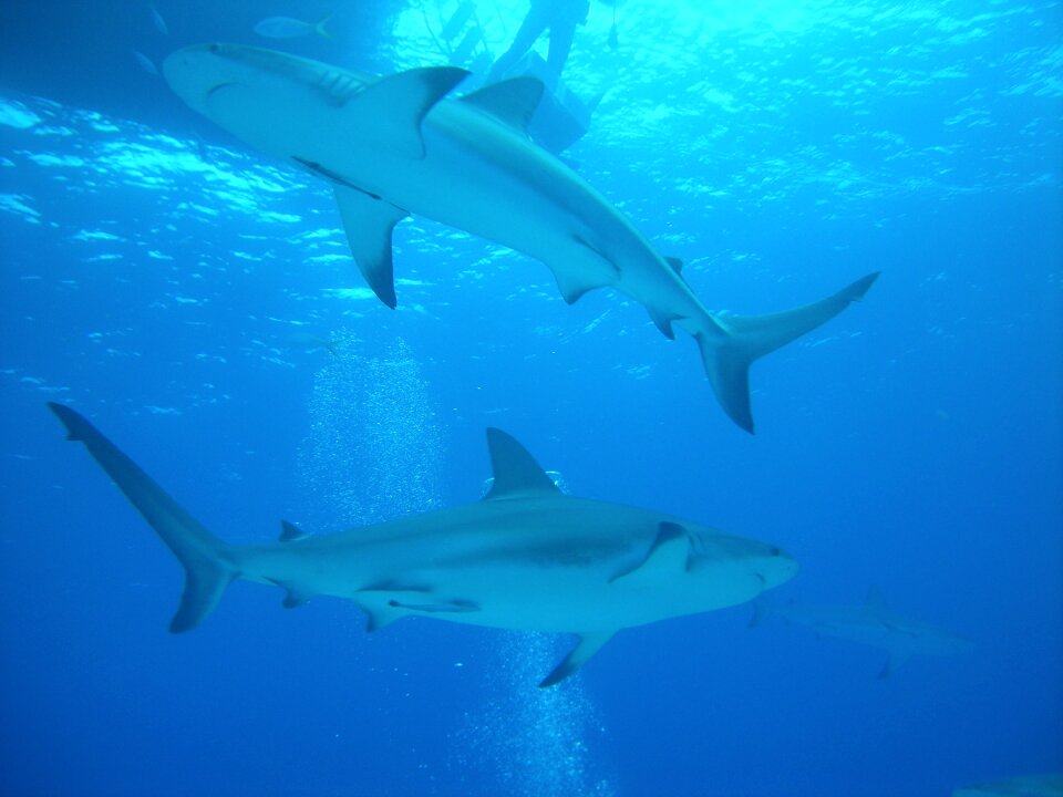 Dive nassau bahamas