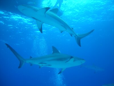 Dive nassau bahamas