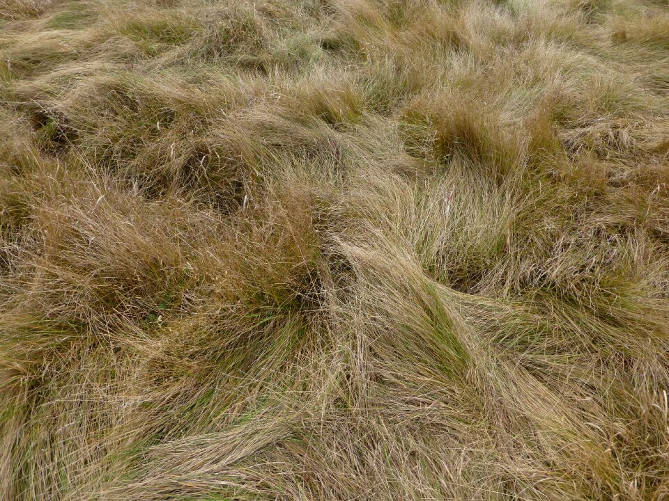 Texture field nature