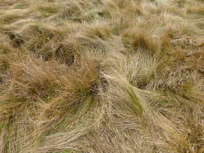 Texture field nature