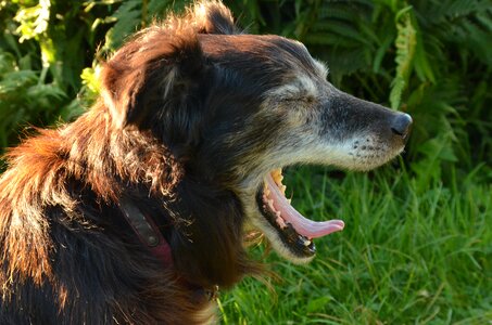 Pet old old age