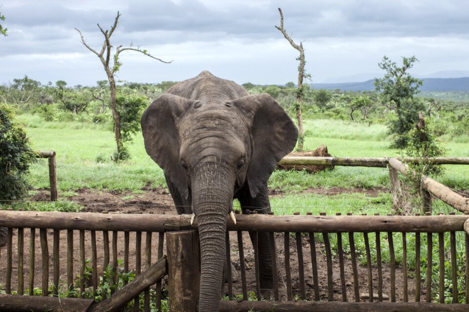 Large safari nature