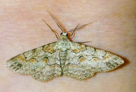 Iridopsis defectaria brown shaded gray moth lepidoptera