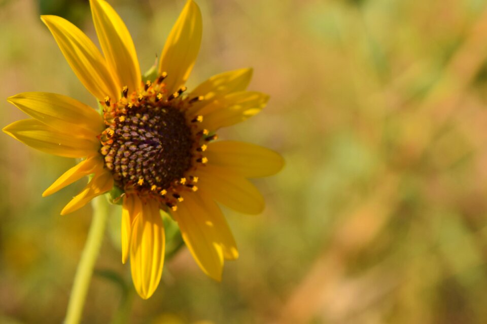 Nature yellow plant