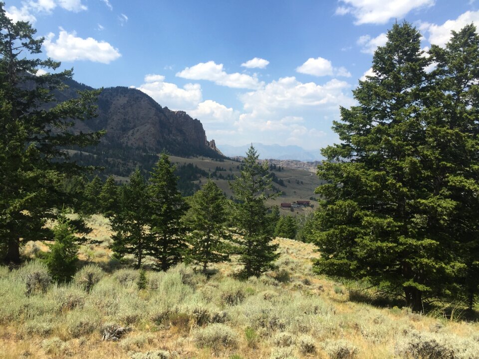 Natural evergreen sky