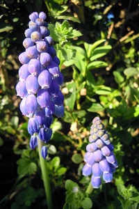 Bloom blue ornamental plant