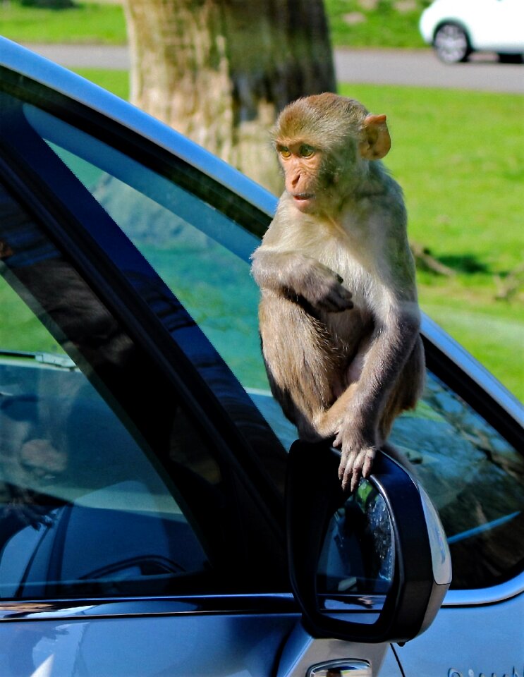 Rhesus mammal wildlife