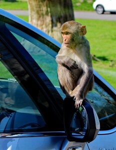 Rhesus mammal wildlife