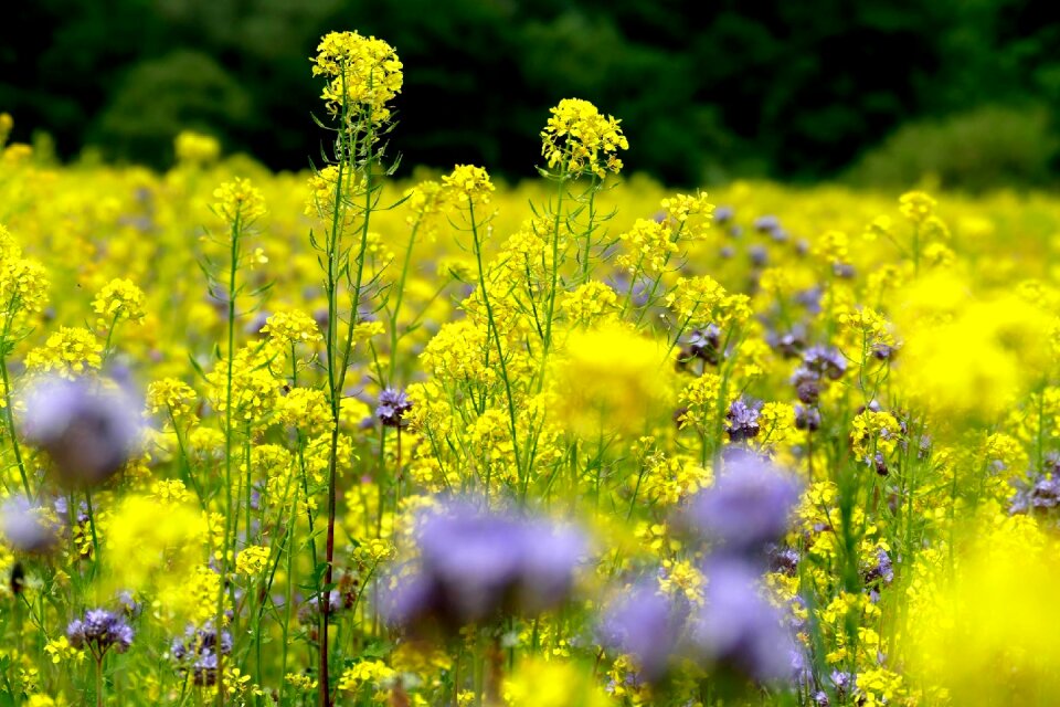 Flowers meadow bloom photo