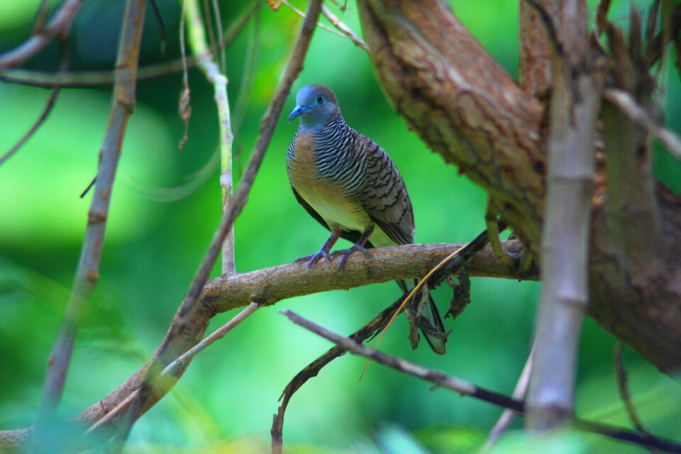 Dove his javanese birds animals photo