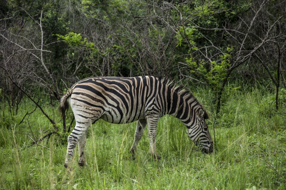Travel nature tourism