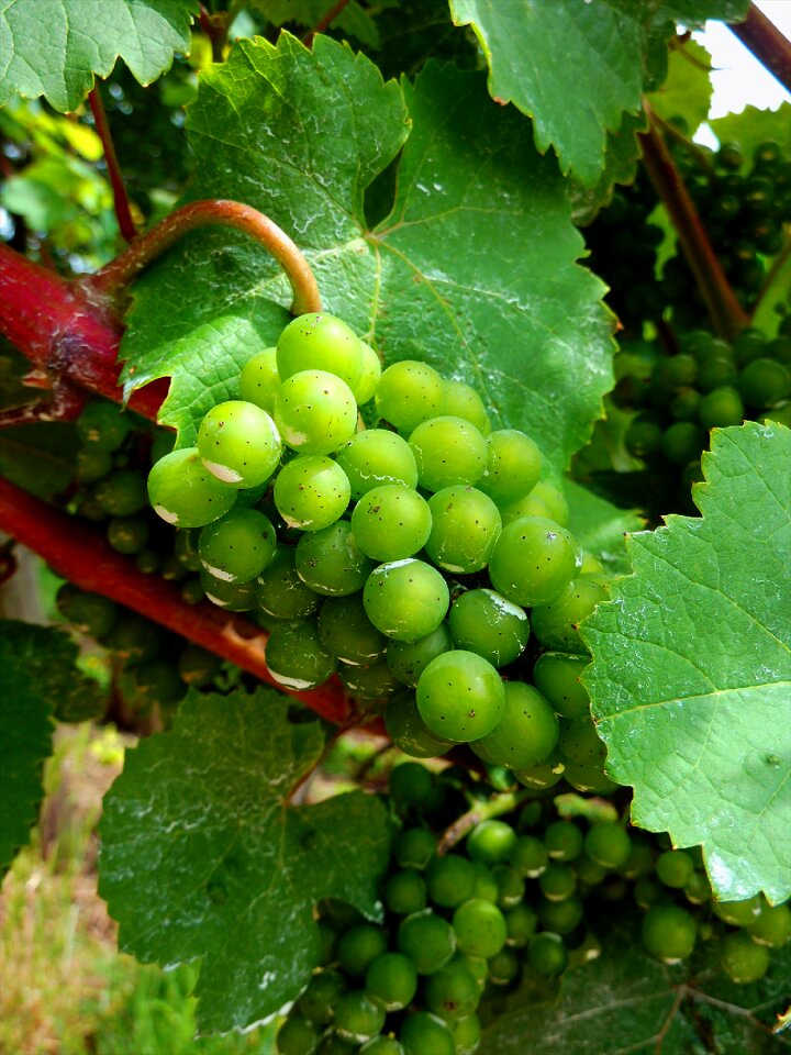 Green grapes winegrowing vine