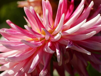 Macro plant summer photo