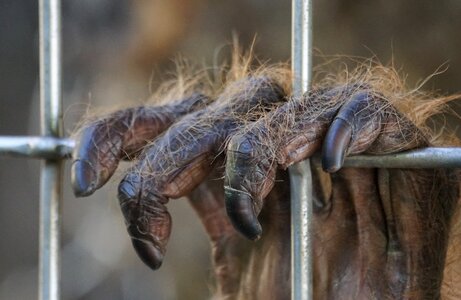 Tree climbers old world monkey mammal photo