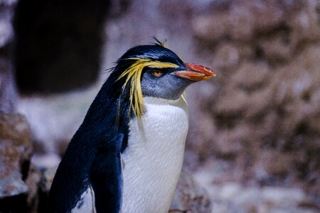 Animal birds zoo