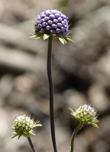 Plant geometry flowers three