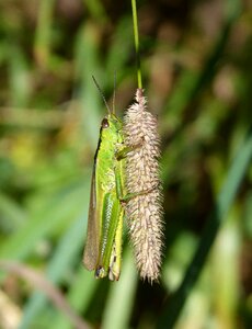 Green grasshopper detail orthopteron