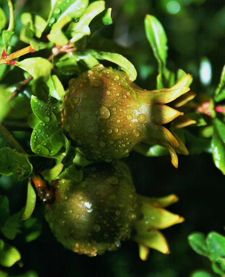 Ripening water droplets