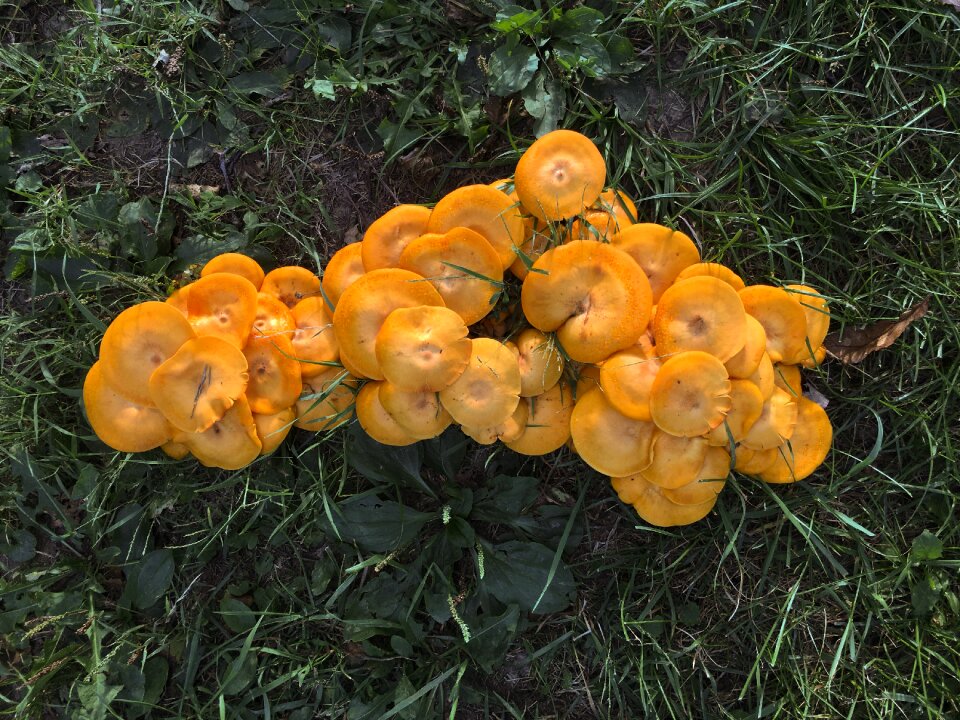 Nature fungus
