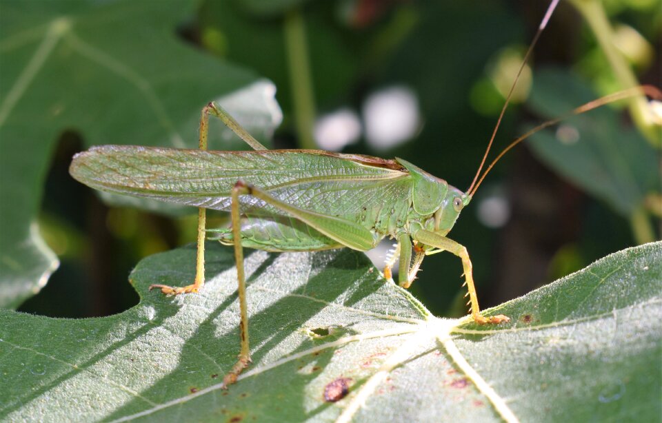Animal close up hop