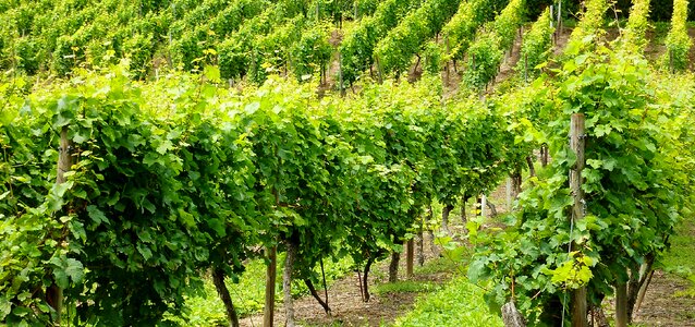 Fruit green grapes winegrowing