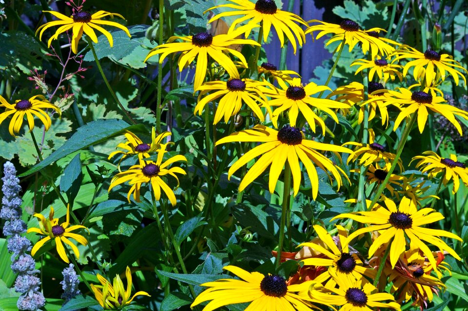 Sunny yellow flowers