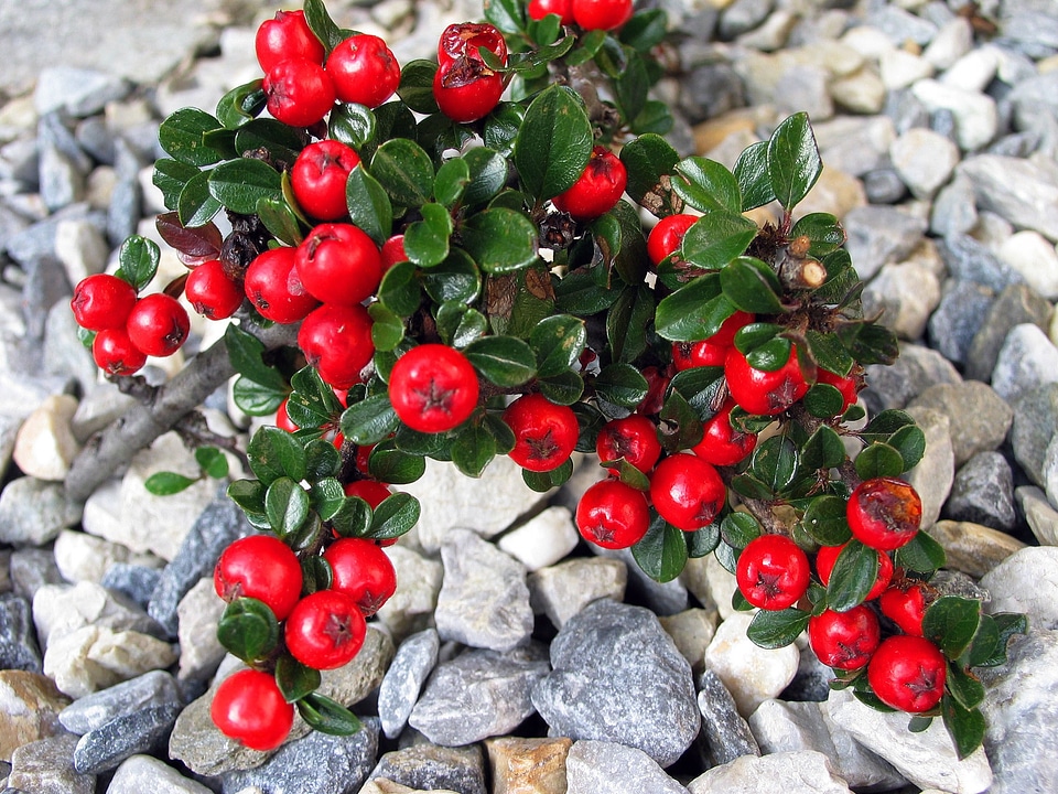 Gravel bed rocks plant