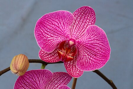 Macro flora flower photo