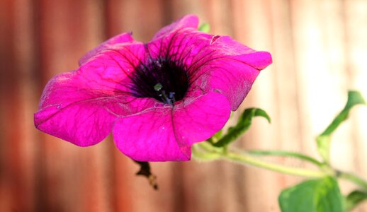 Summer violet purple