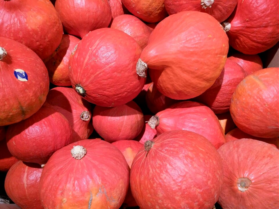 Gourd halloween dare