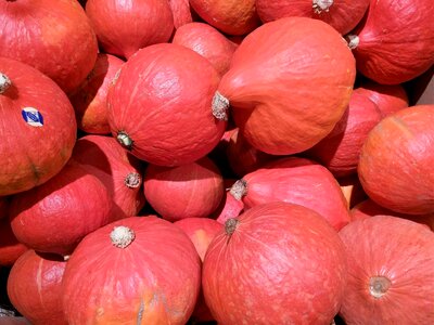 Gourd halloween dare photo