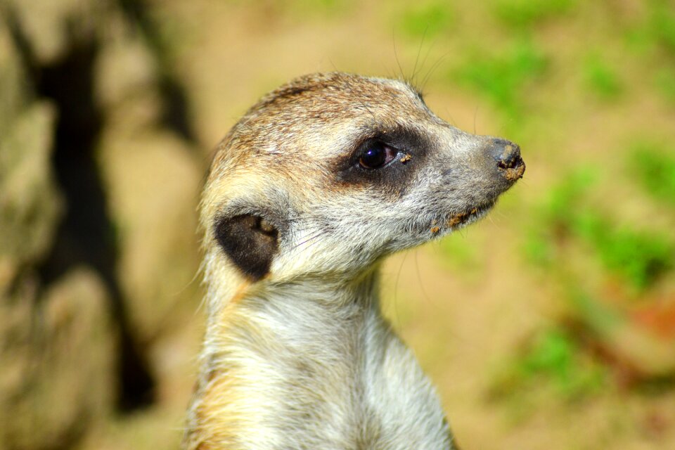 Animal curious guard