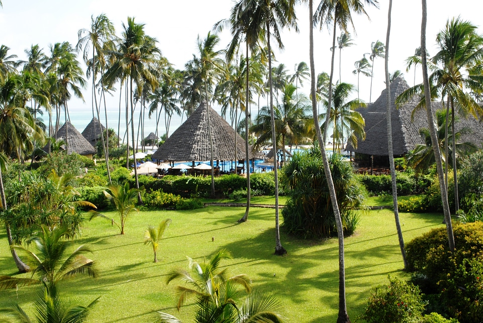 Palm trees garden scenic