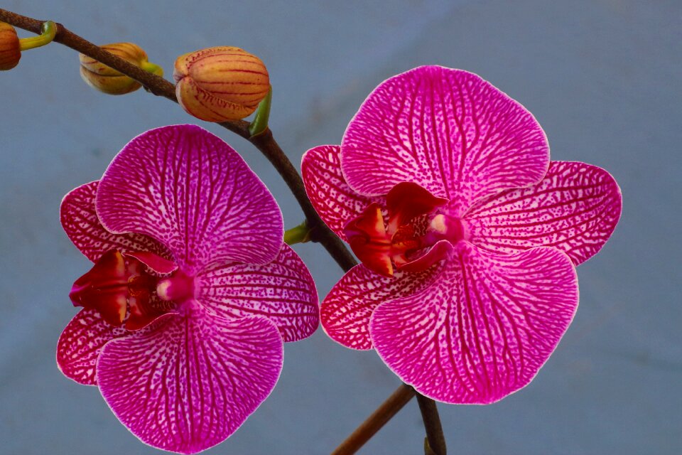 Flower plant flora