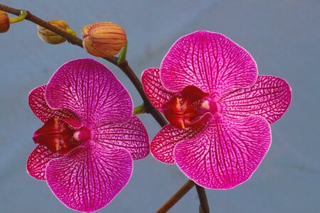 Flower plant flora photo