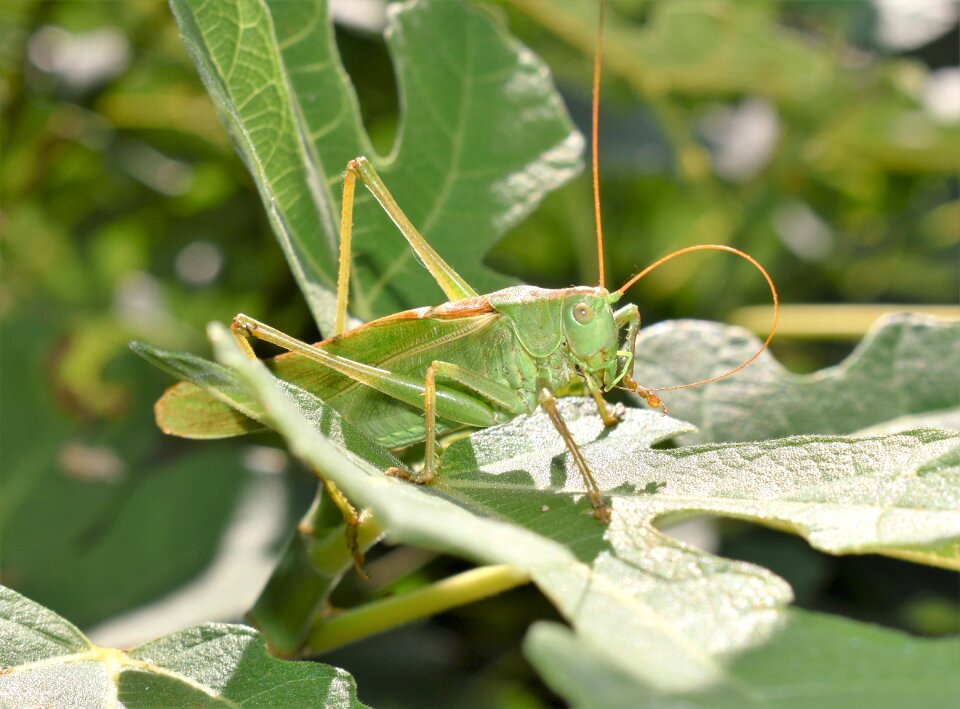 Nature green close up photo