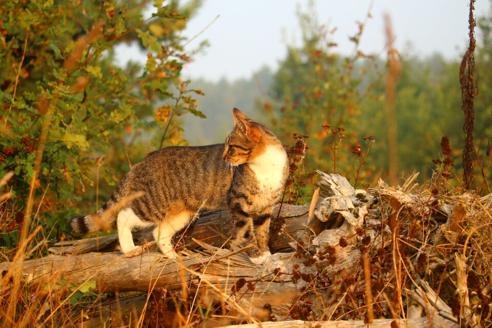 Tiger cat mackerel domestic cat