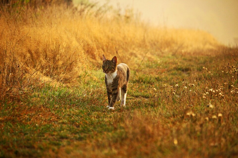 Mackerel tiger cat domestic cat