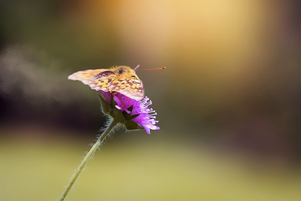 Butterfly nature summer