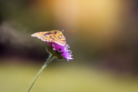 Butterfly nature summer