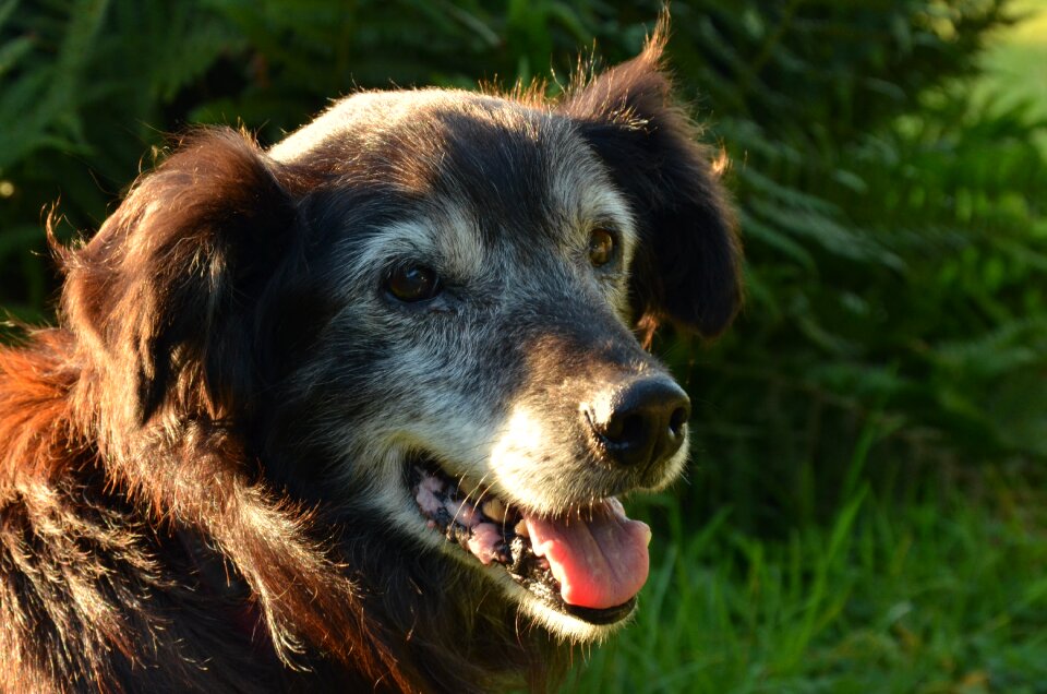 Old age elderly grey