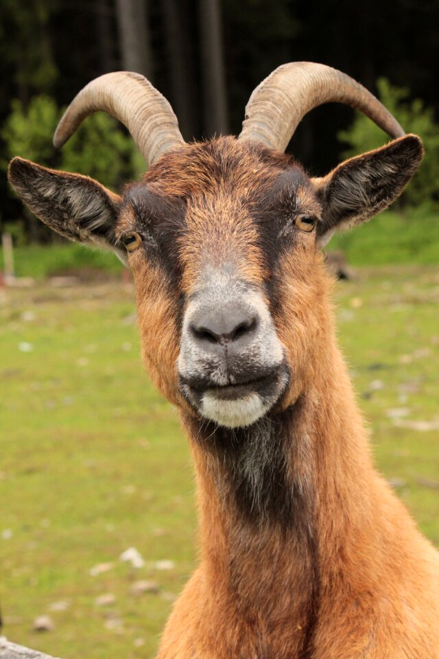 Animal corners goat