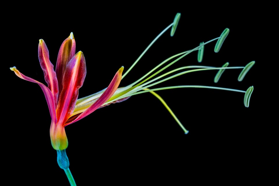 Bloom colorful cool colors