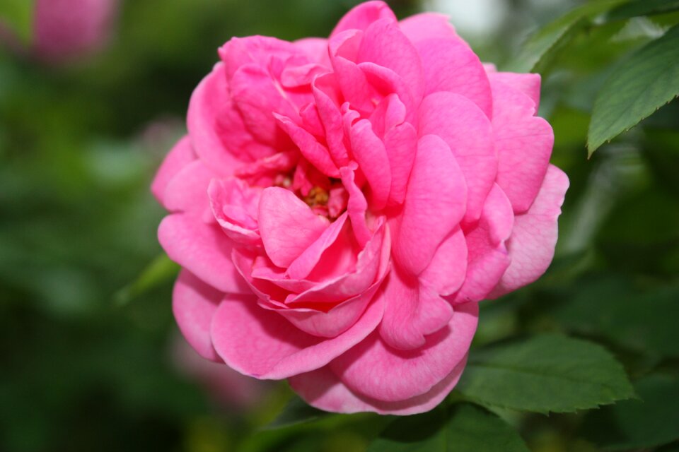 Rose india