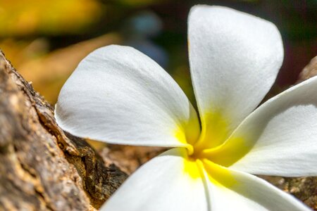 Plant hawaii hawaiian photo