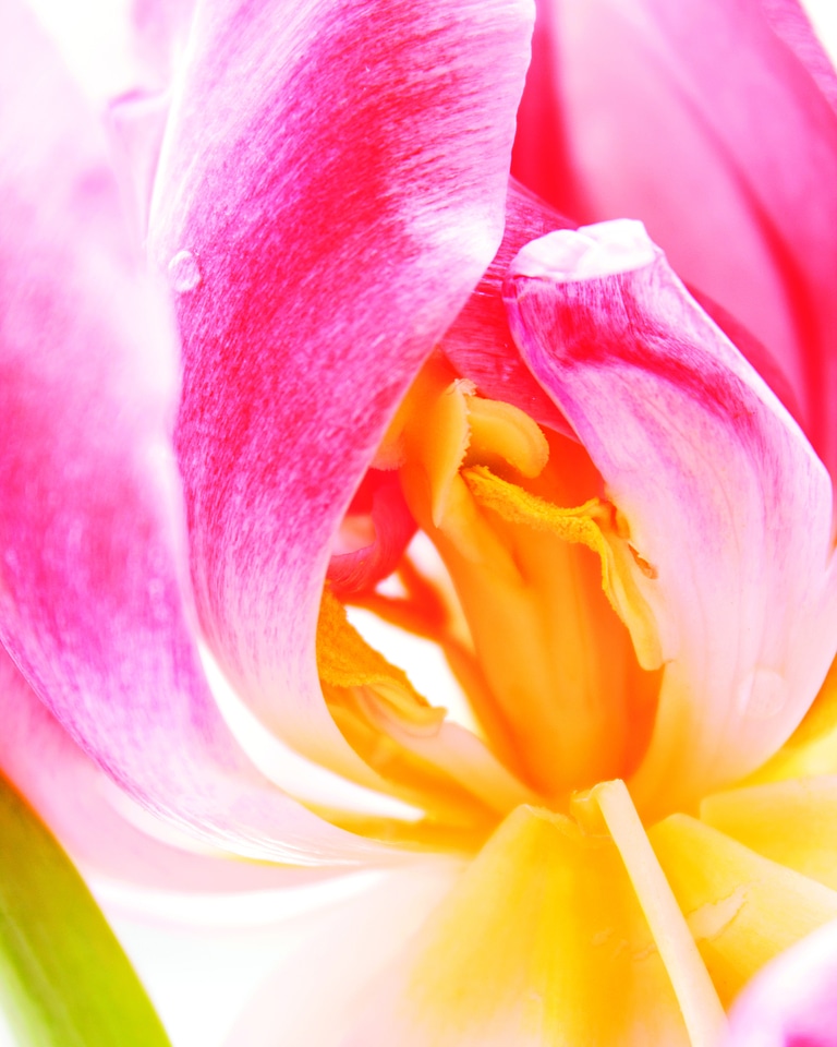 Wild flower floral summer